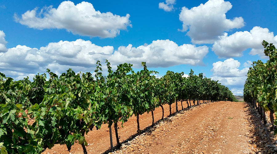 La Rioja, la tierra del Vino