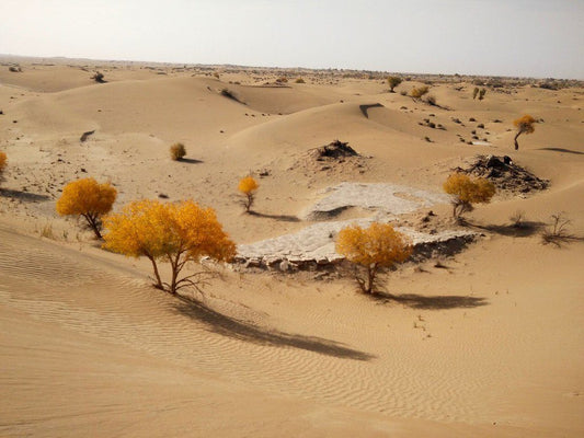 Desierto de Taklamakan (China) - Misswood