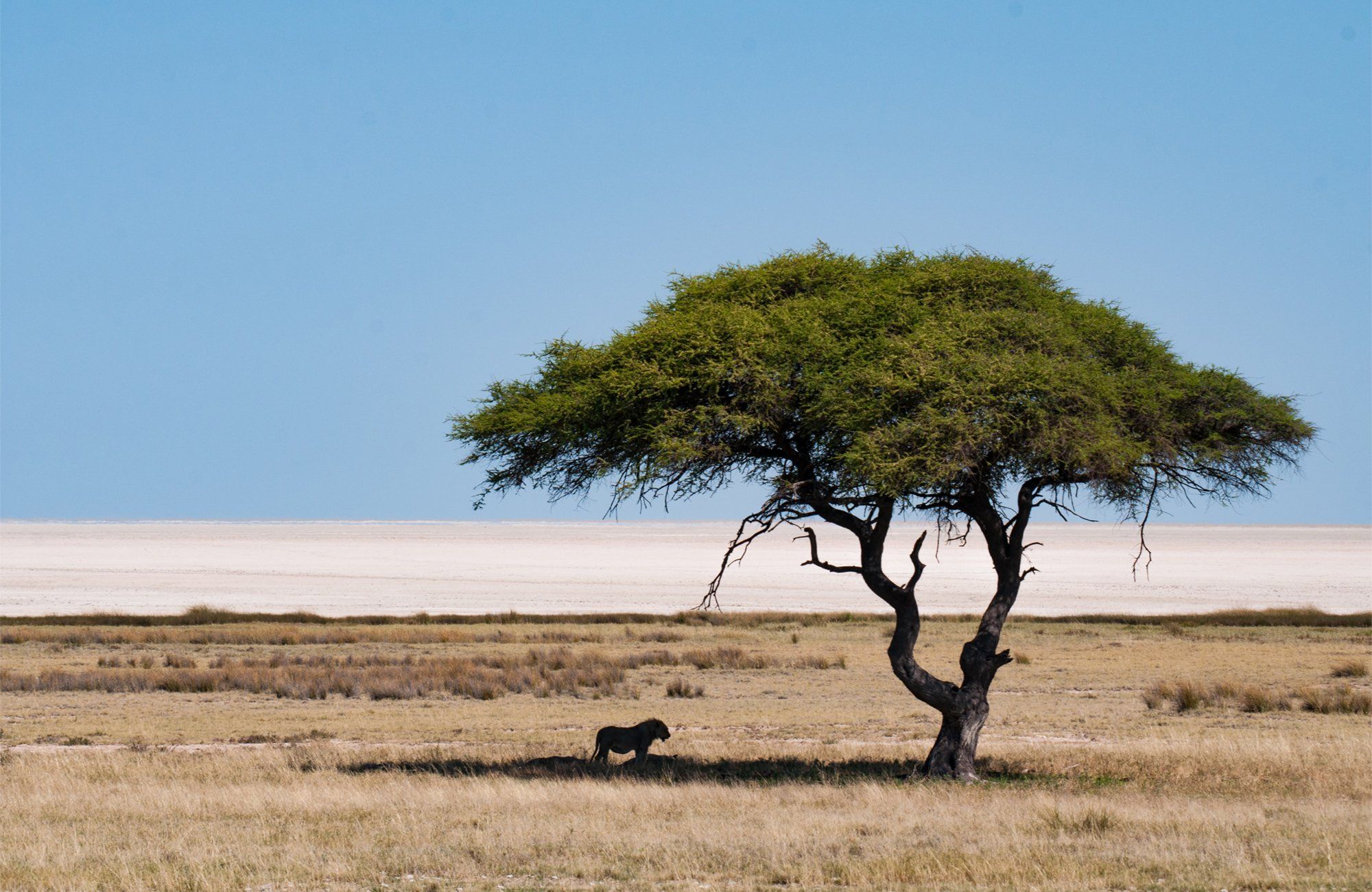 Namibia, the jewel of the desert